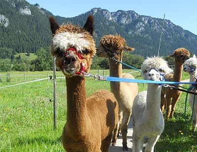 Allgäu Alpaka – Wandern mit Alpakas Allgäu Alpaka – Wandern mit Alpakas