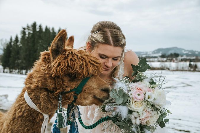 Allgäu Alpaka – Events Fotoshooting mit Brautpaar