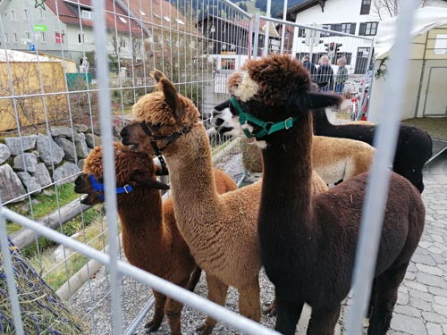 Allgäu Alpaka – Event in Nesselwang
